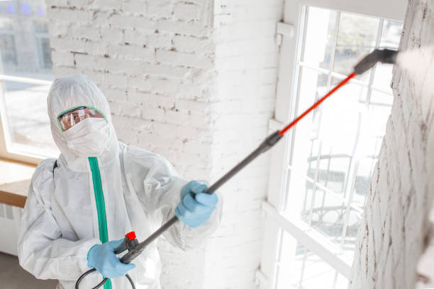 Best Emergency Mold Remediation  in North Seekonk, MA