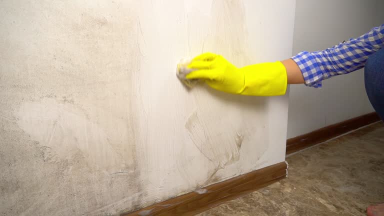 Best Black Mold Removal  in North Seekonk, MA