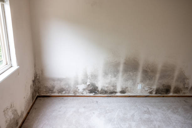 Asbestos and Lead Testing During Mold Inspection in North Seekonk, MA